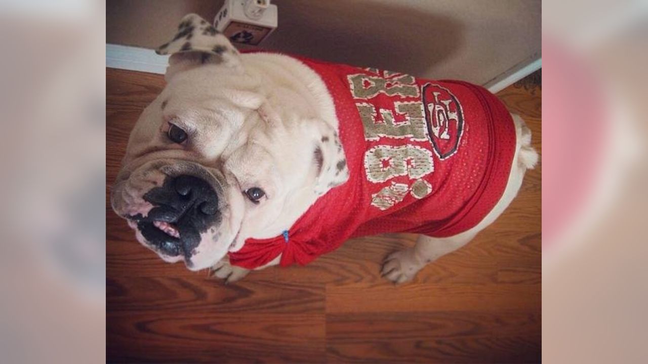 Dog Pictures from 49ers Fans