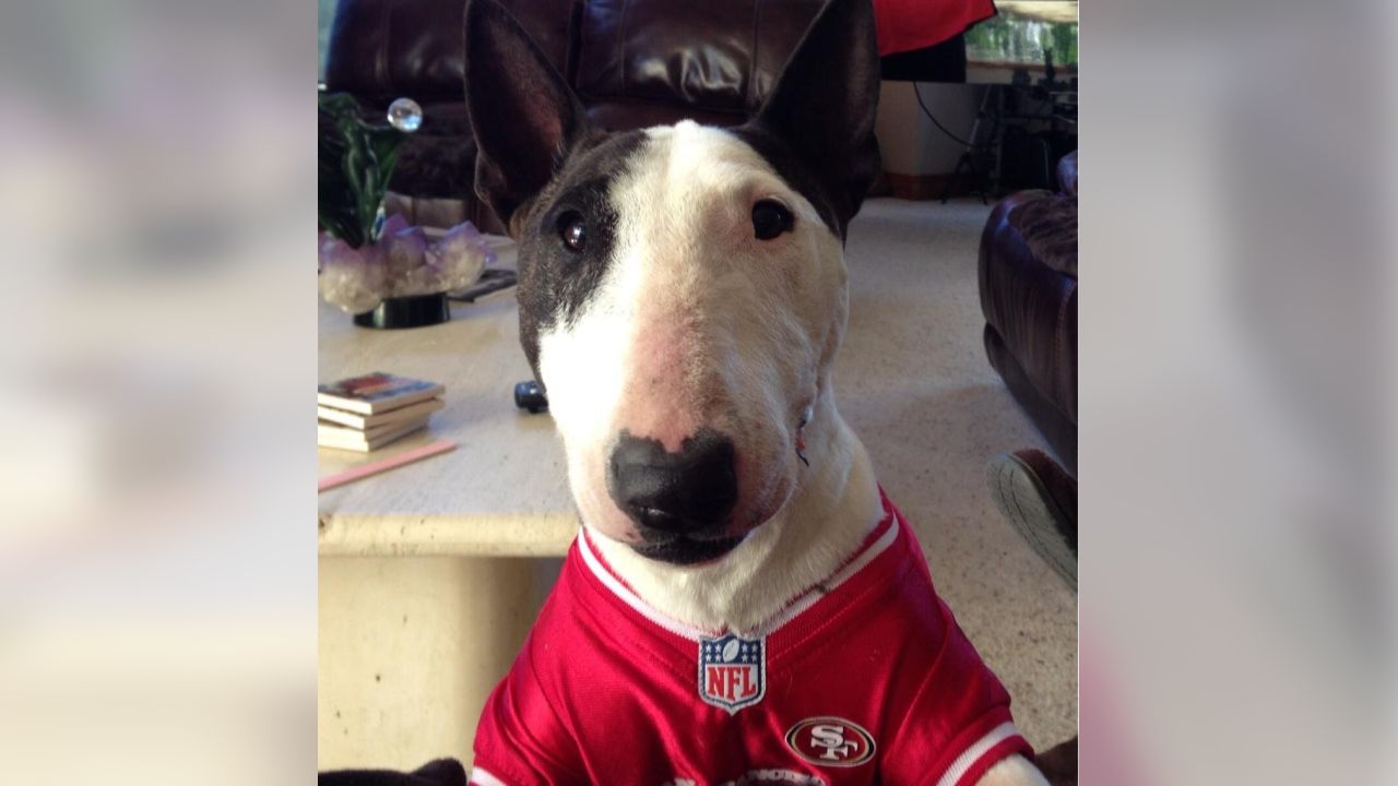 San Francisco 49ers have the NFL's 1st-ever support dog, and she's too cute