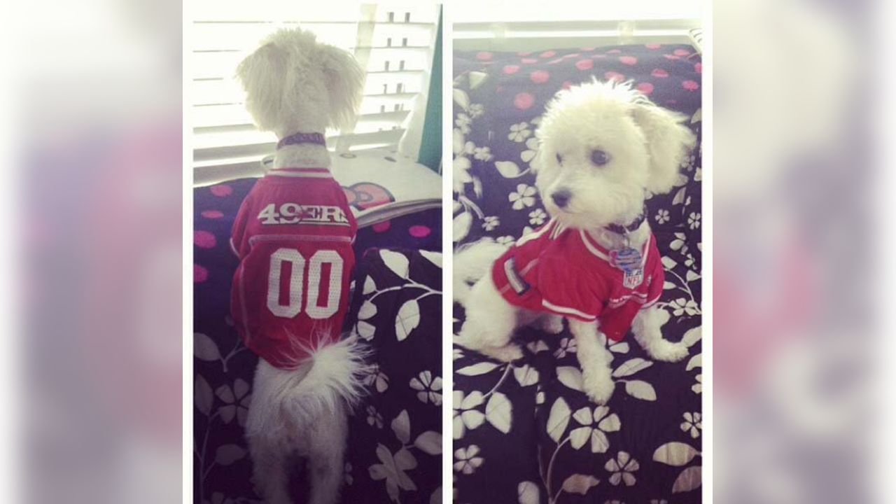 49er dog  Dog gear, 49ers, Four legged