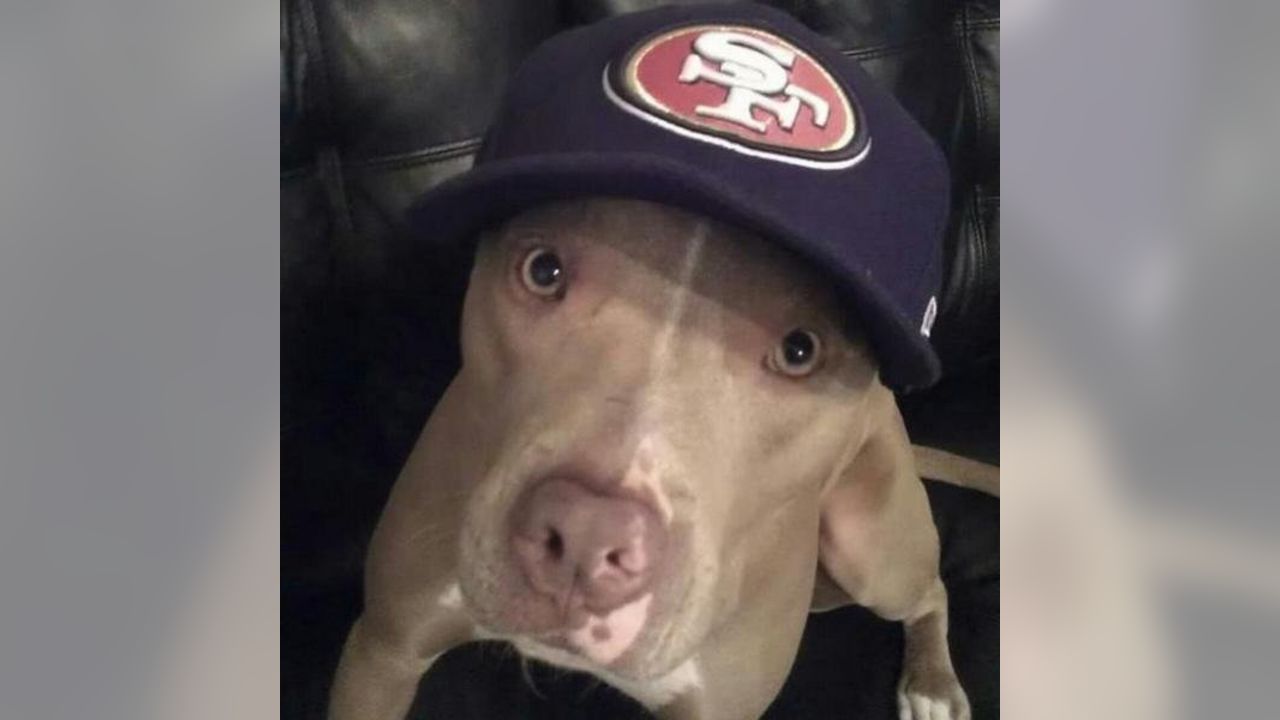 49ers dog rookie died｜TikTok Search