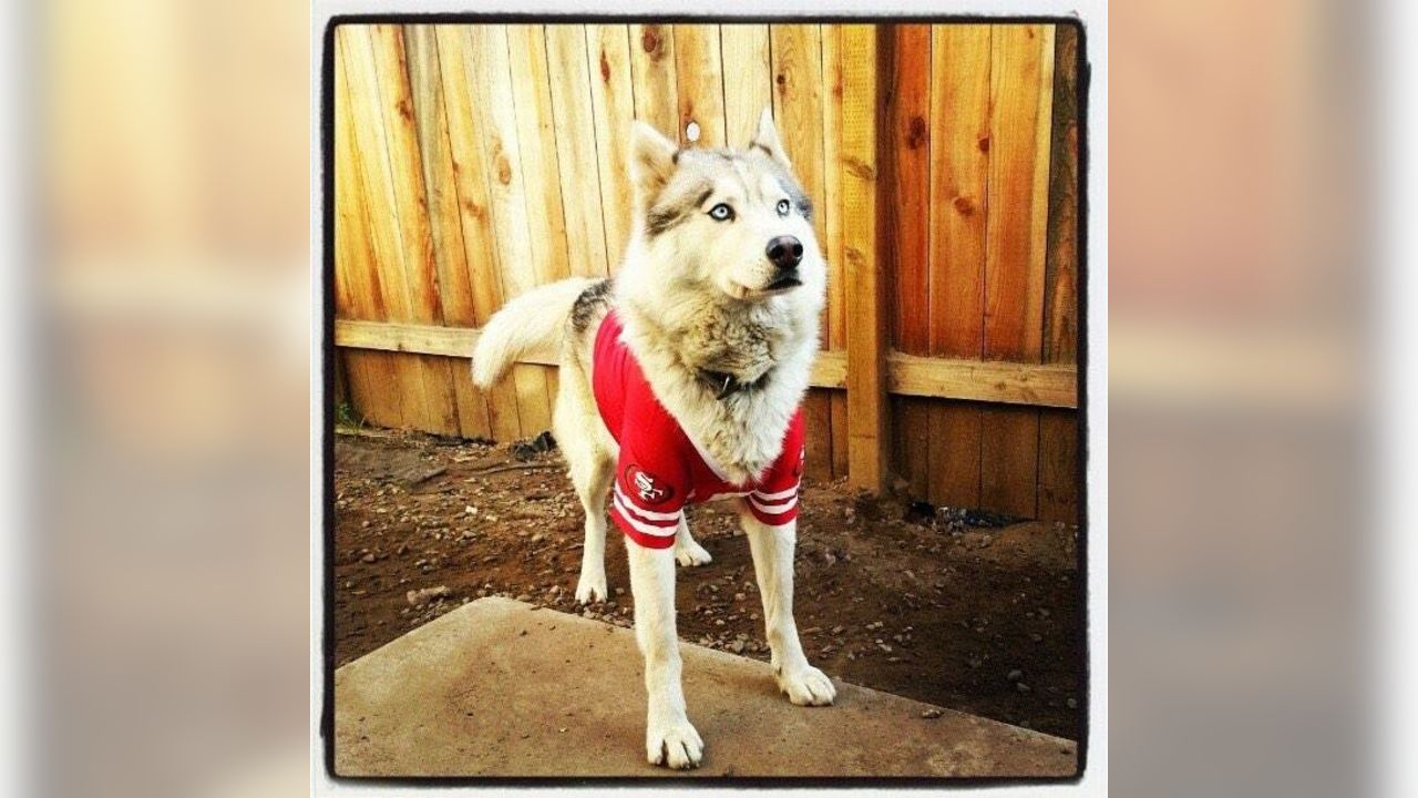 San Francisco 49ers Dog Family Holiday Ugly Sweater FOCO