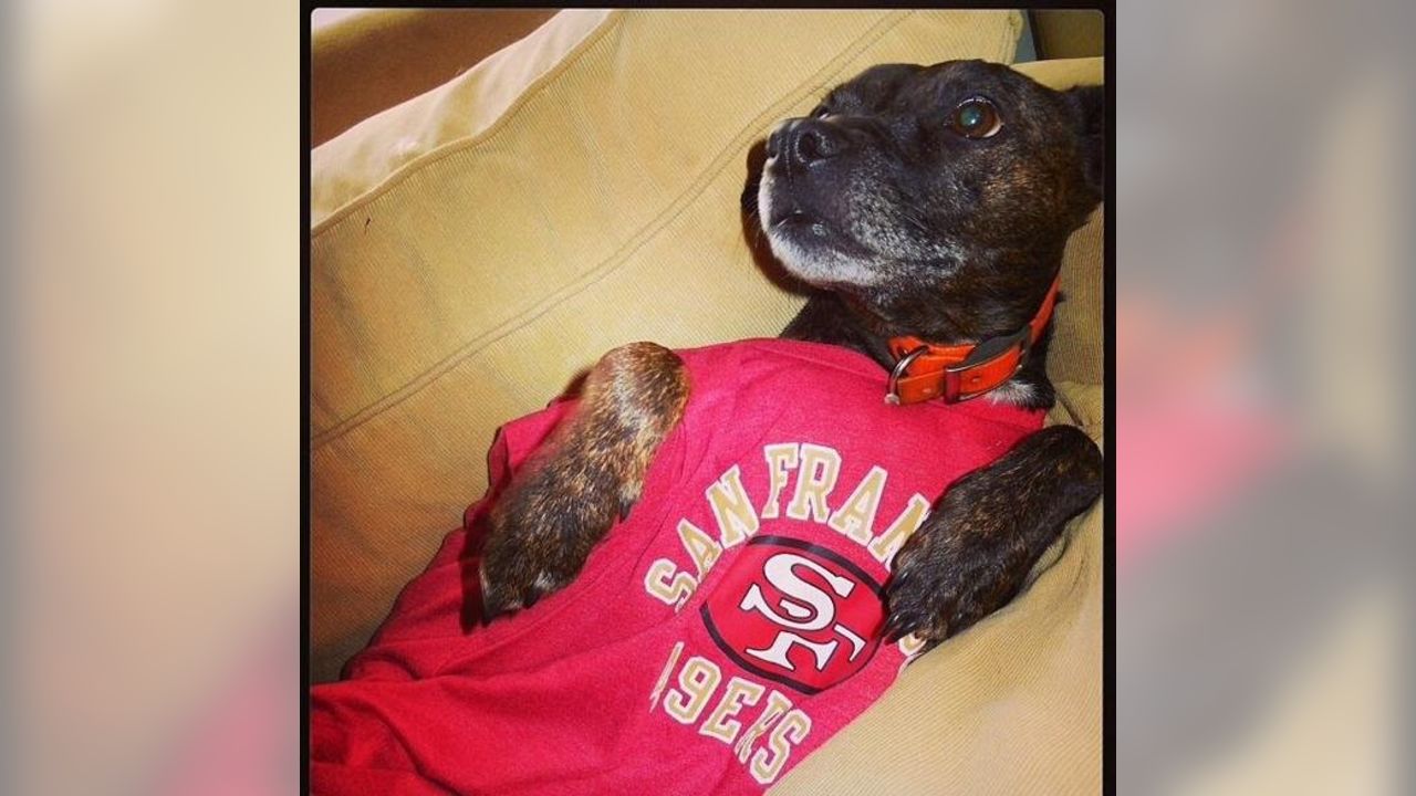 Dog Pictures from 49ers Fans