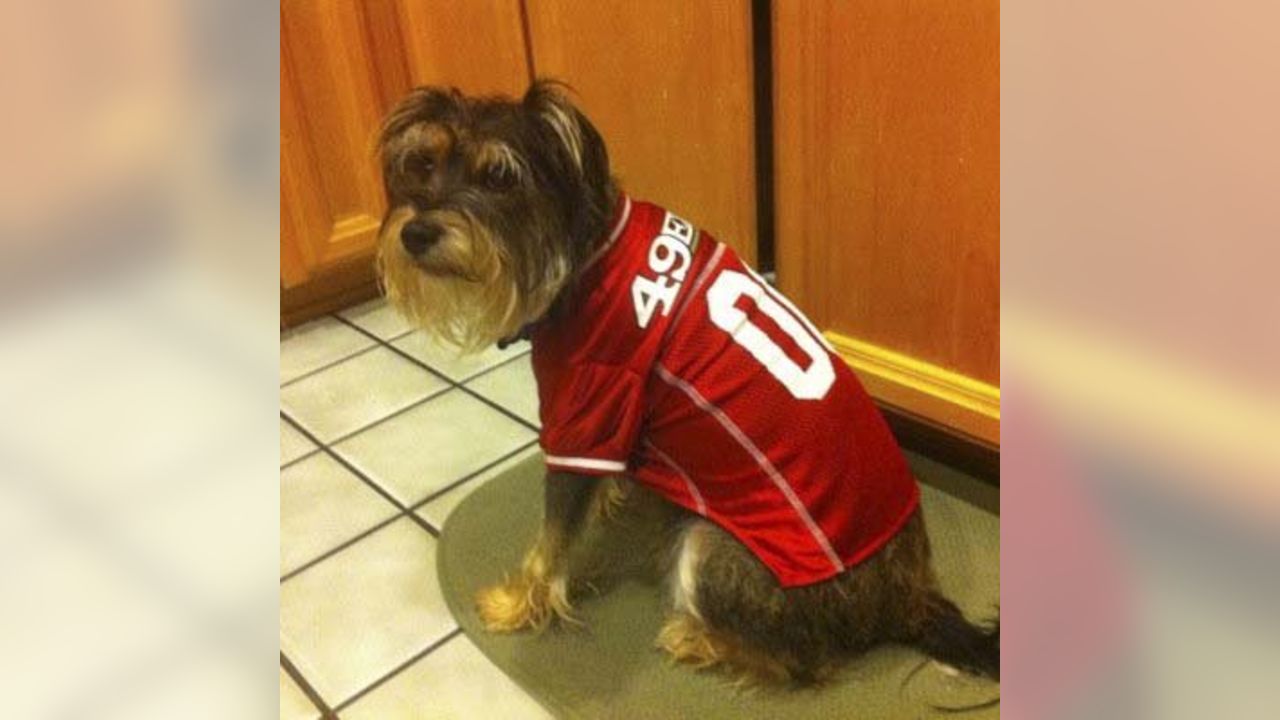 Dog Pictures from 49ers Fans