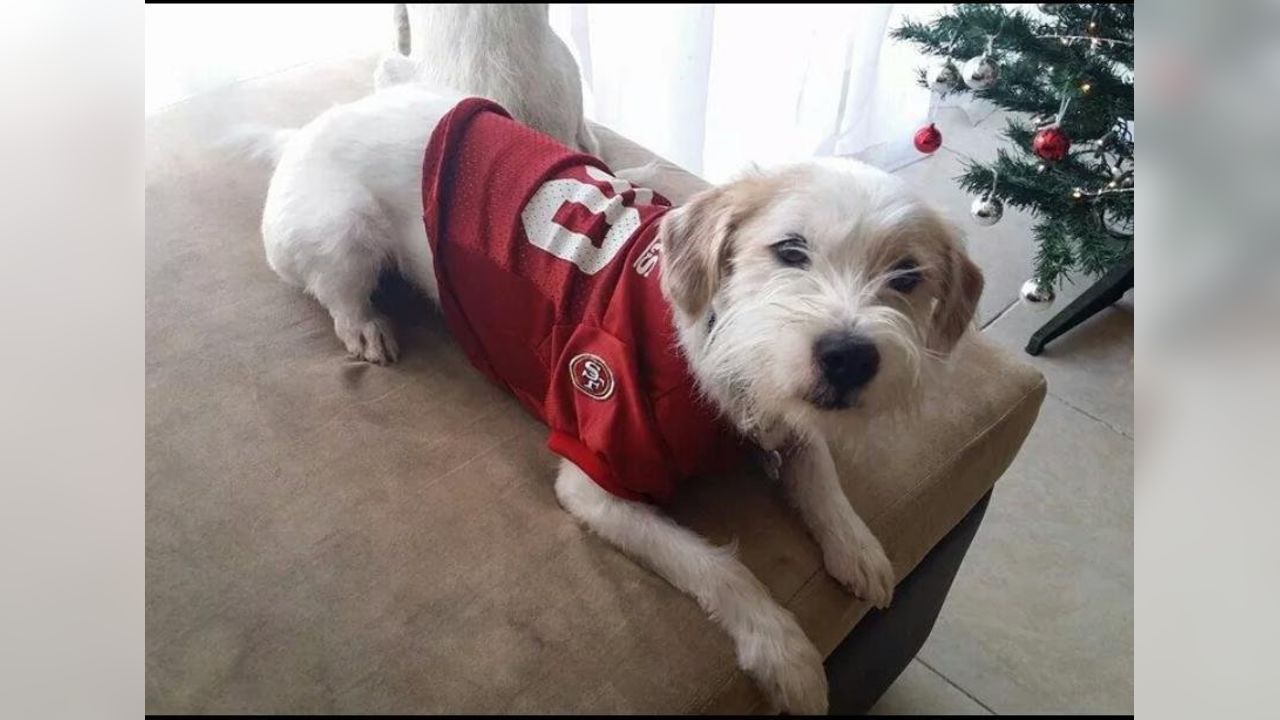 Pets First San Francisco 49ers Pet Dog Sweater, Size: Small | PetSmart