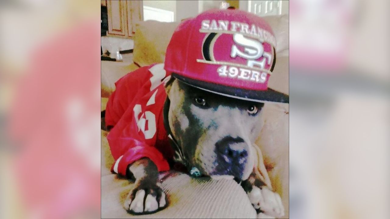 49ers Dog 