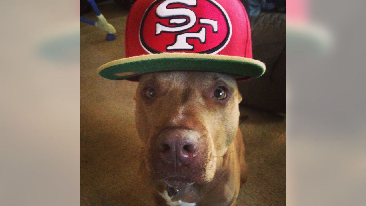 Dog Pictures from 49ers Fans