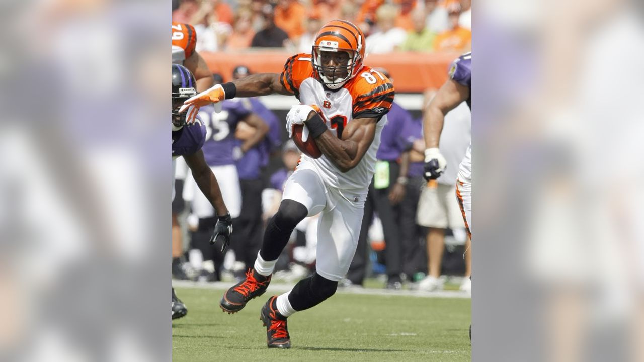 Cincinnati Bengals wide receiver Terrell Owens (81) in action during  football training camp during the NFL football team's practice, Thursday,  July 29, 2010, in Georgetown, Kentucky. (AP Photo/Al Behrman Stock Photo -  Alamy