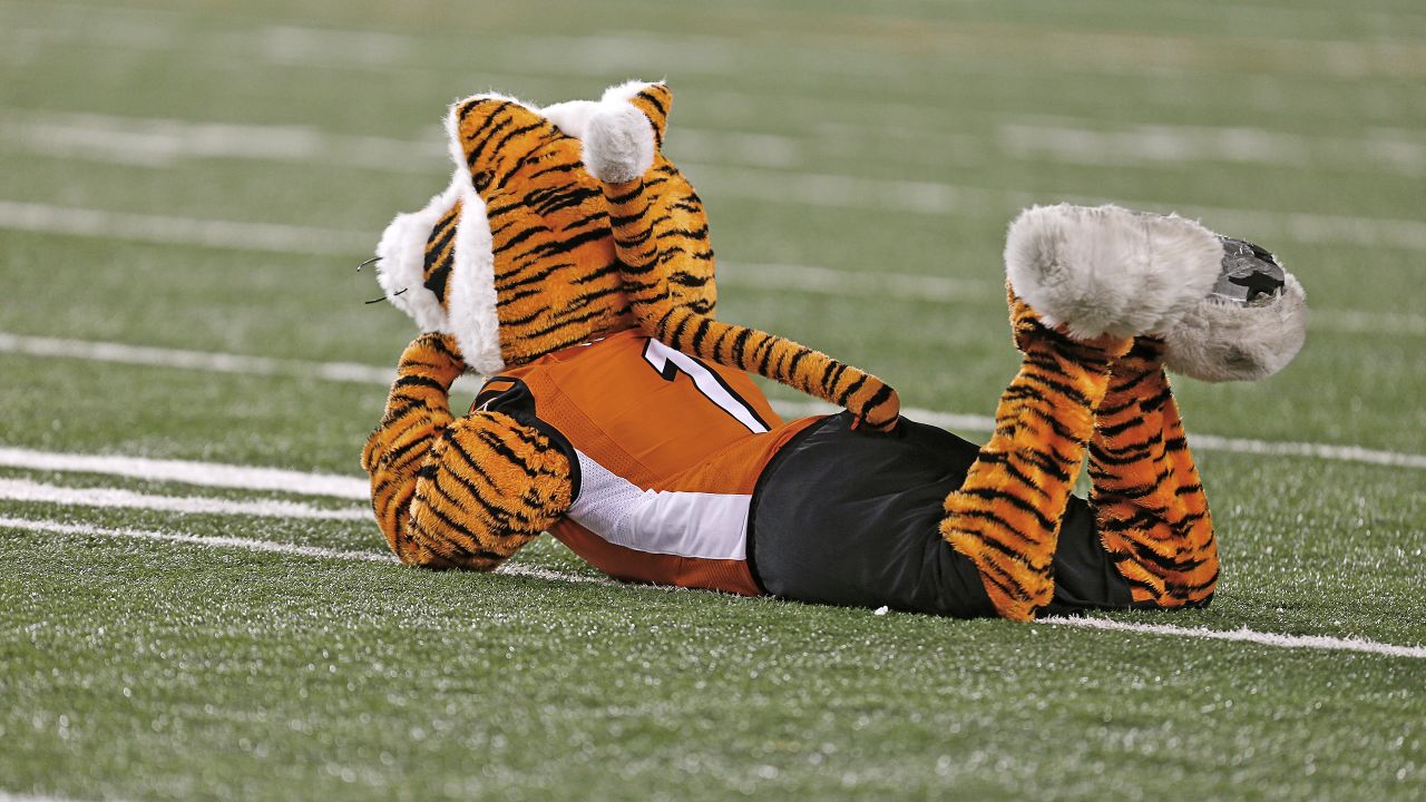 Who Dey Appearances  Cincinnati Bengals 