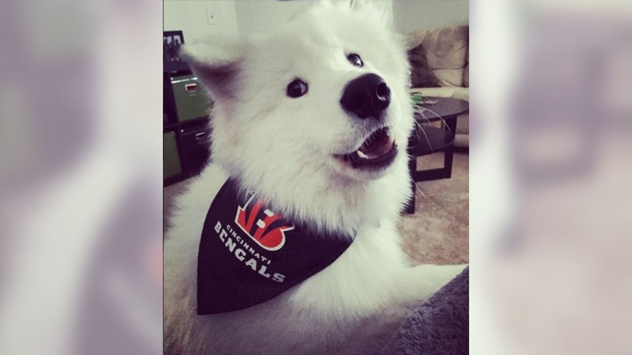 National Pet Day Photos From Cute & Furry Ravens Fans