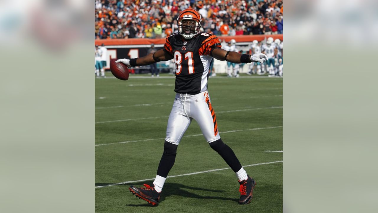 Cincinnati Bengals wide receiver Terrell Owens (81) in action during  football training camp during the NFL football team's practice, Thursday,  July 29, 2010, in Georgetown, Kentucky. (AP Photo/Al Behrman Stock Photo -  Alamy