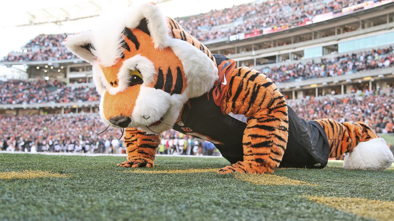 The History Of Who Dey, the Cincinnati Bengals Mascot 