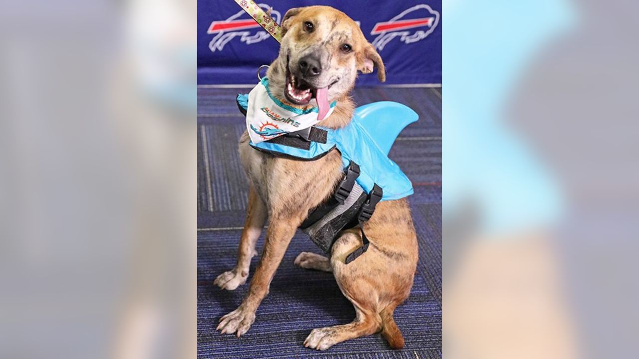 Bills Schedule Unleashed dogs find happy homes