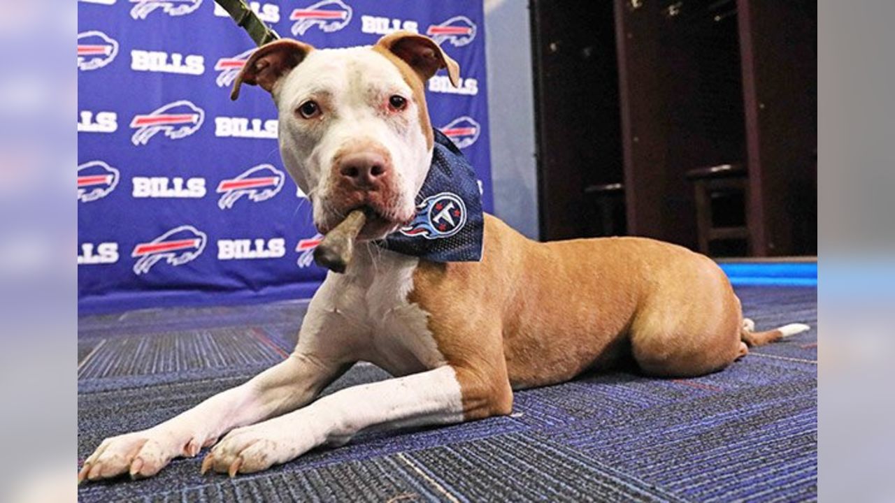 Bills Schedule Unleashed dogs find happy homes