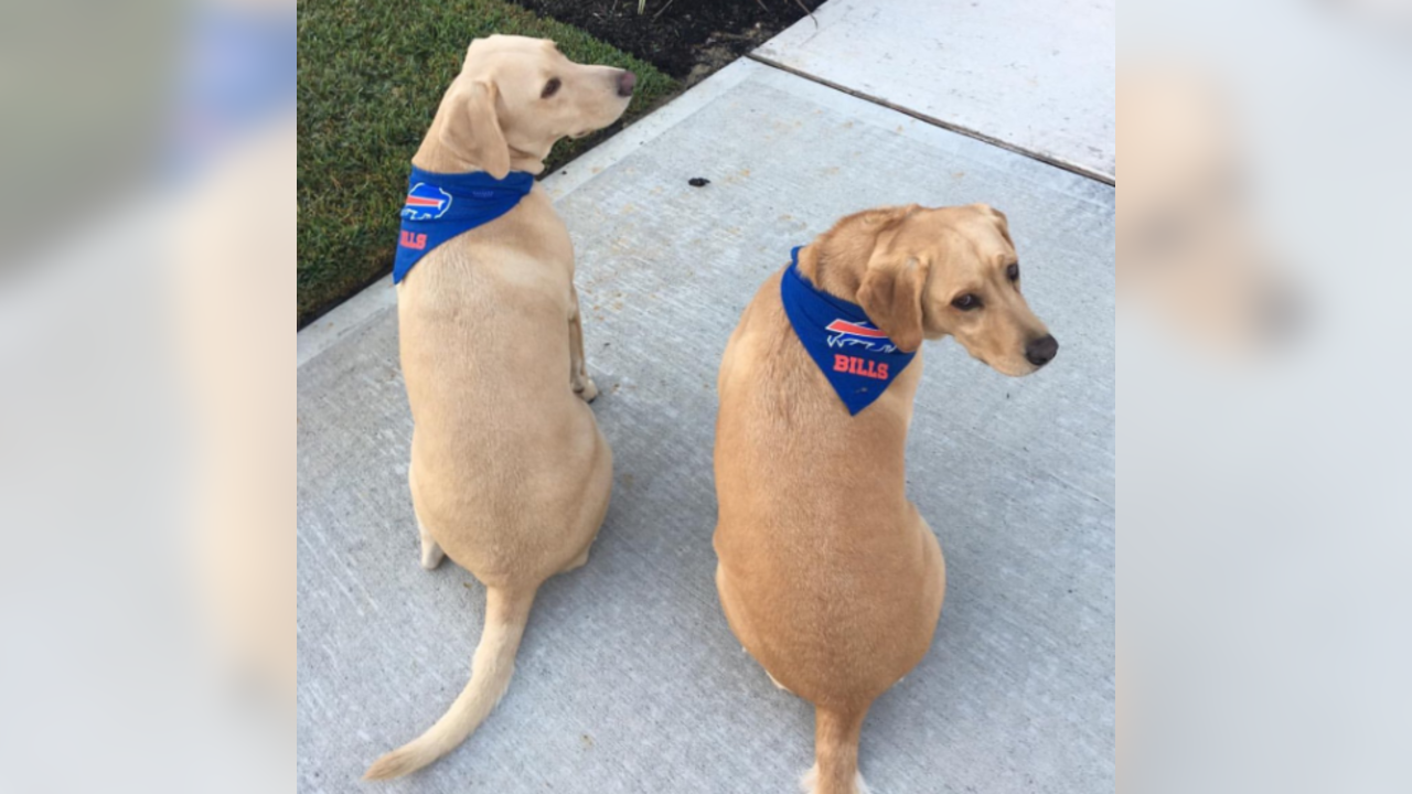 Buffalo Bills on X: Bills dogs are the best dogs! Happy #NationalPuppyDay  from these good boys and girls. Drop us a photo of your puppy below. 