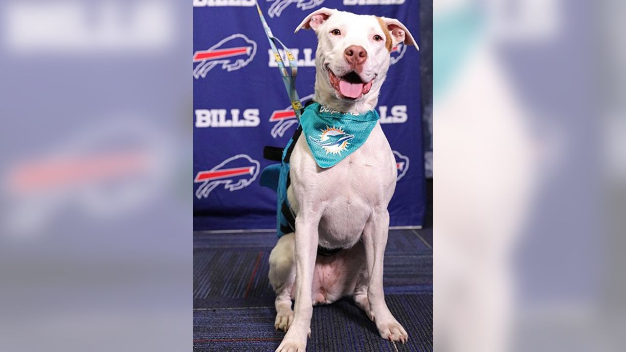 Bills Schedule Unleashed dogs find happy homes