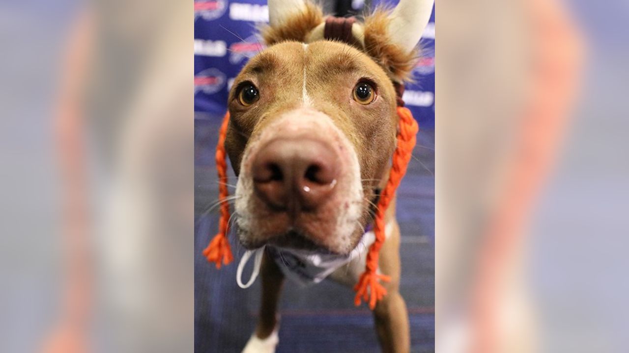 Bills Schedule Unleashed dogs find happy homes