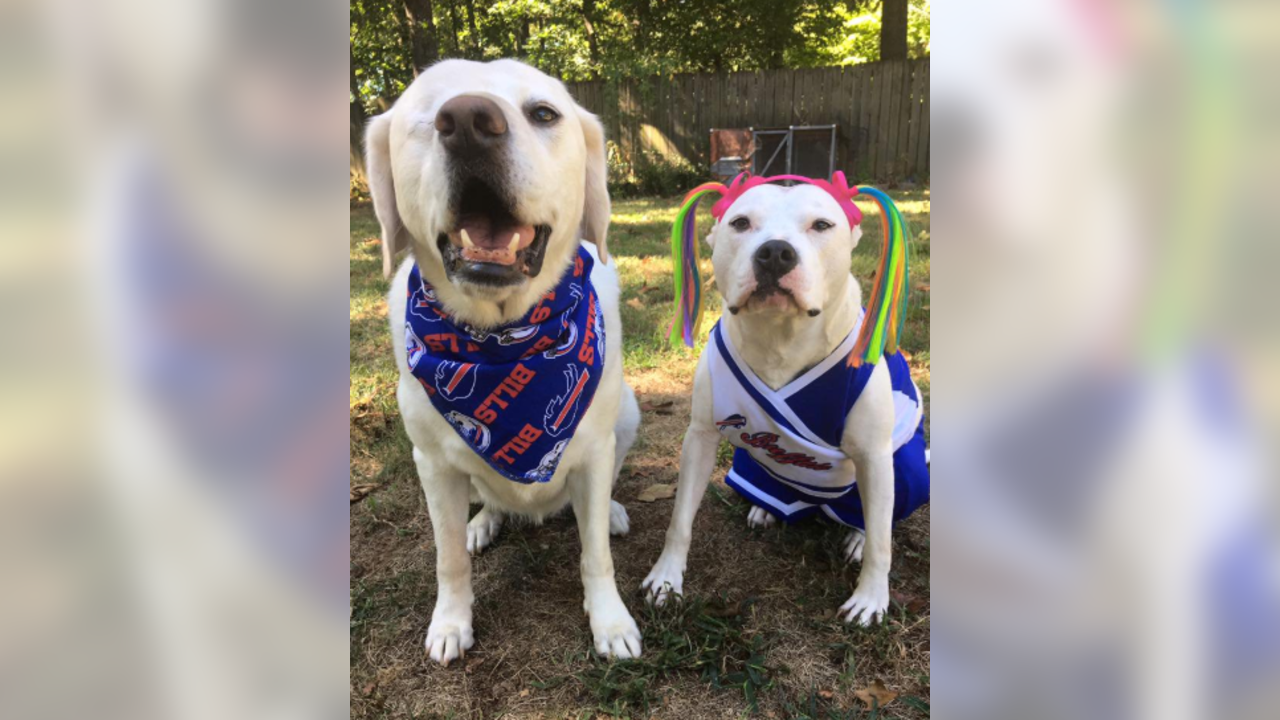 Buffalo Bills - Happy National Puppy Day from these Bills