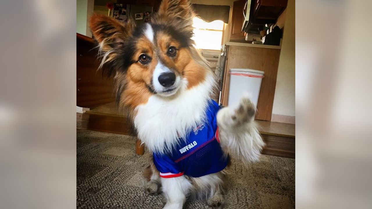 Bills playoffs pet gallery