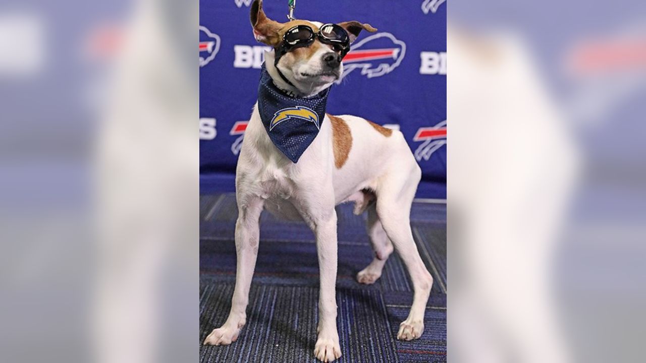 Bills Schedule Unleashed dogs find happy homes