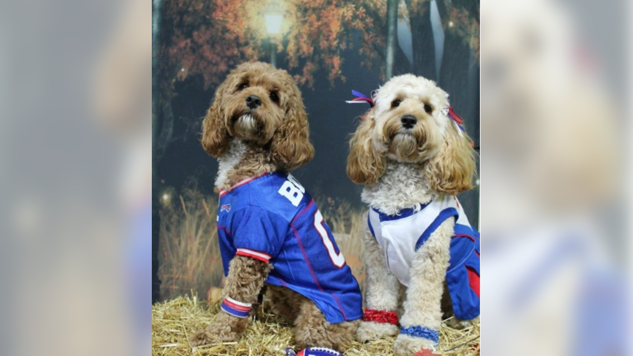 Buffalo Bills - The best dogs are Bills dogs! #NationalDogDay