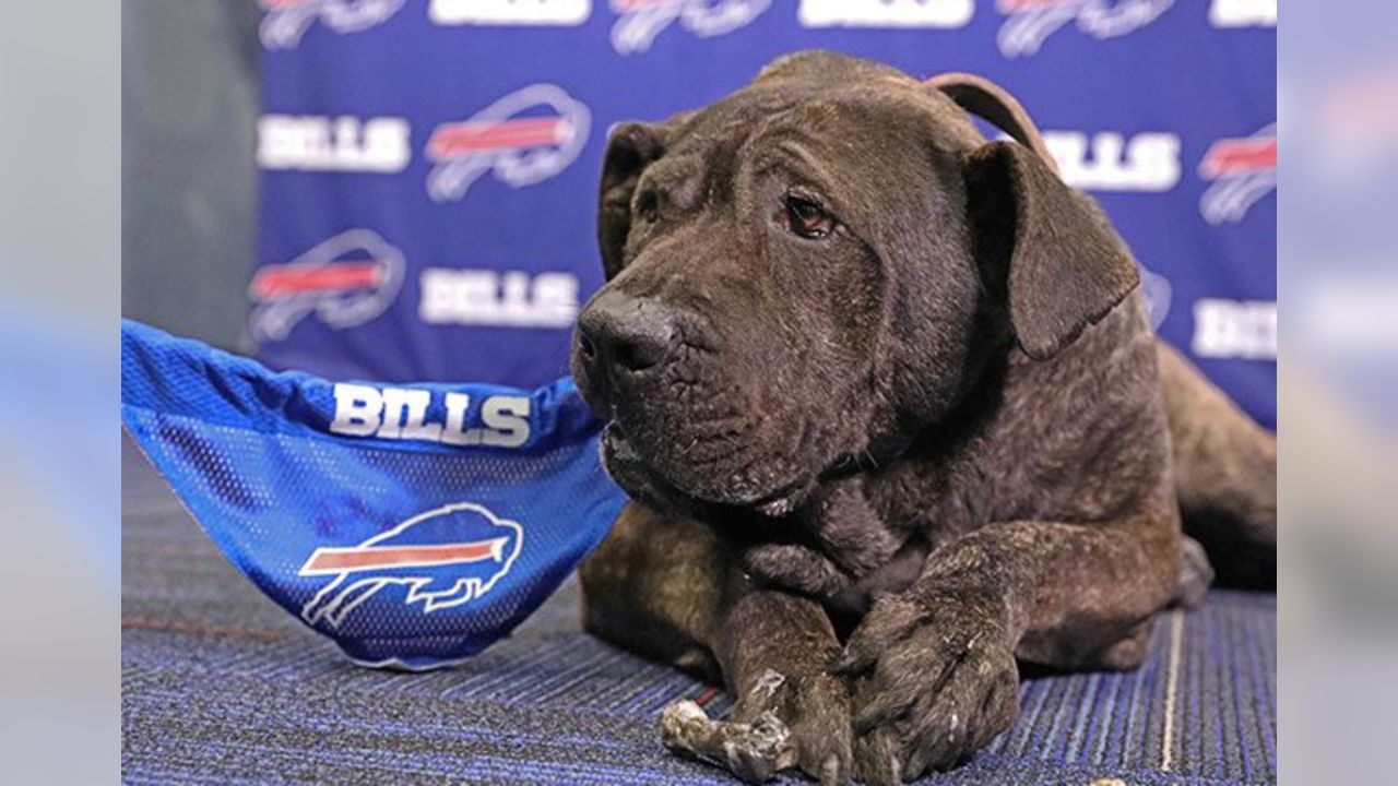 Bills Schedule Unleashed dogs find happy homes