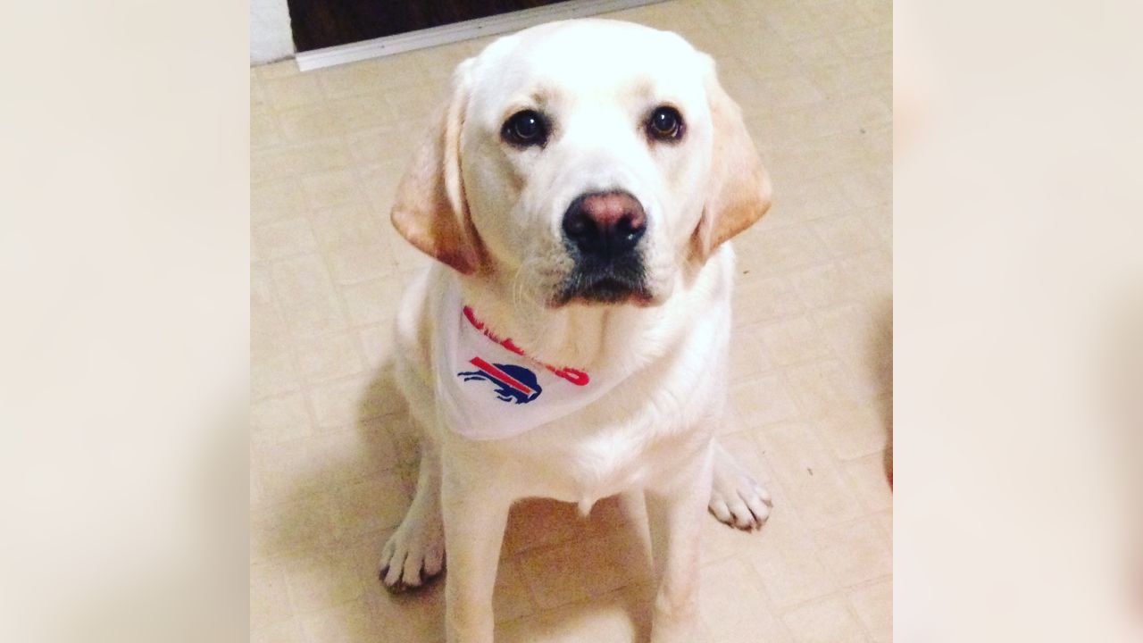 Buffalo Bills - The best dogs are Bills dogs! #NationalDogDay