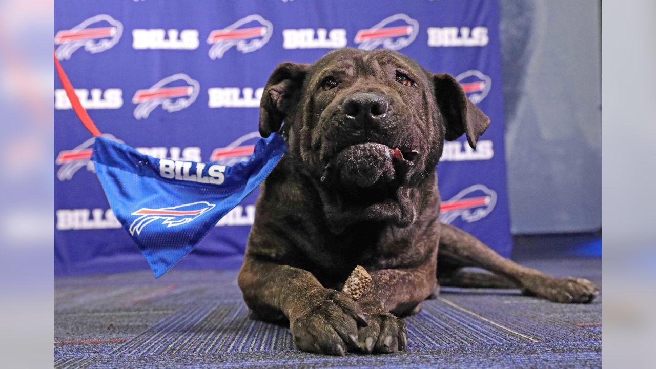 Buffalo Bills on X: Bills dogs are the best dogs! Happy #NationalPuppyDay  from these good boys and girls. Drop us a photo of your puppy below. 