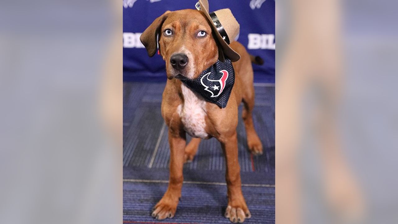 Bills Schedule Unleashed dogs find happy homes