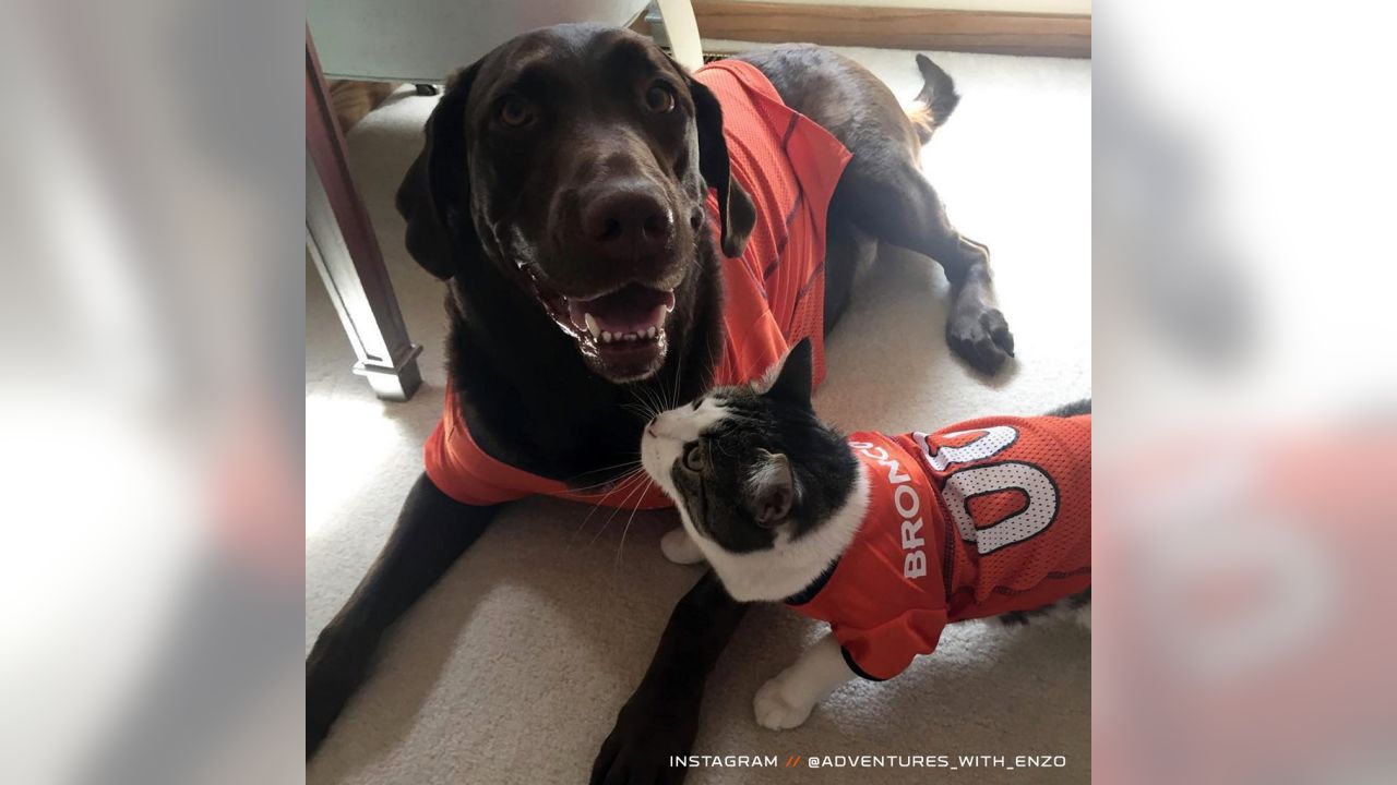 cat broncos jersey