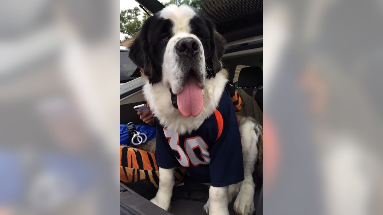 Denver Broncos on Twitter: Now THESE are some good #BroncosCountry pups!  58/10 if you ask us, @dog_rates. Fan 