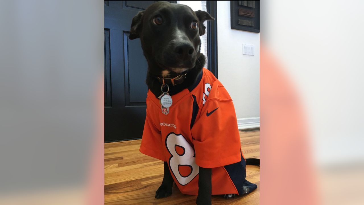 Denver Broncos on Twitter: Now THESE are some good #BroncosCountry pups!  58/10 if you ask us, @dog_rates. Fan 