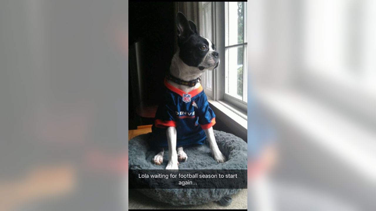 Denver Broncos on Twitter: Now THESE are some good #BroncosCountry pups!  58/10 if you ask us, @dog_rates. Fan 