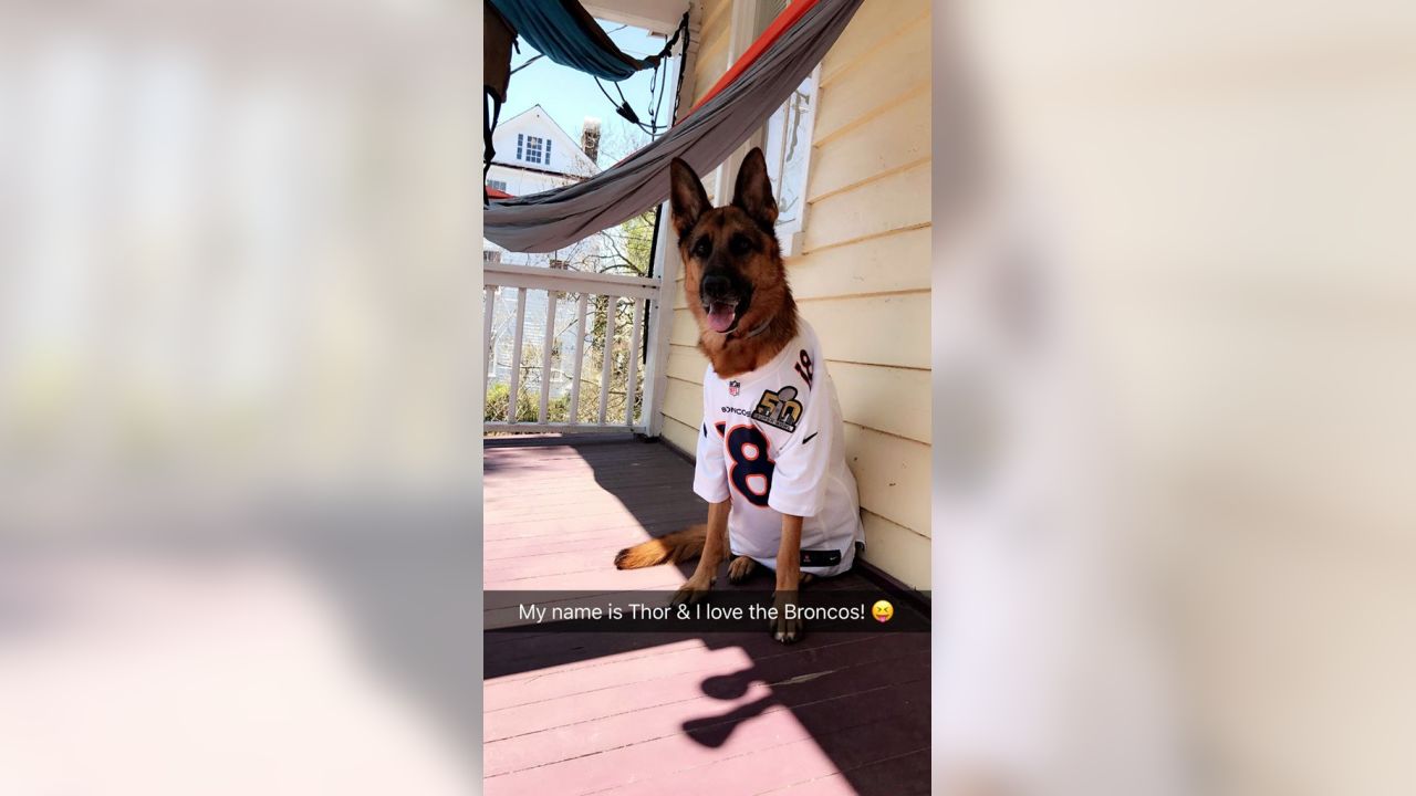 Denver Broncos on Twitter: Now THESE are some good #BroncosCountry pups!  58/10 if you ask us, @dog_rates. Fan 