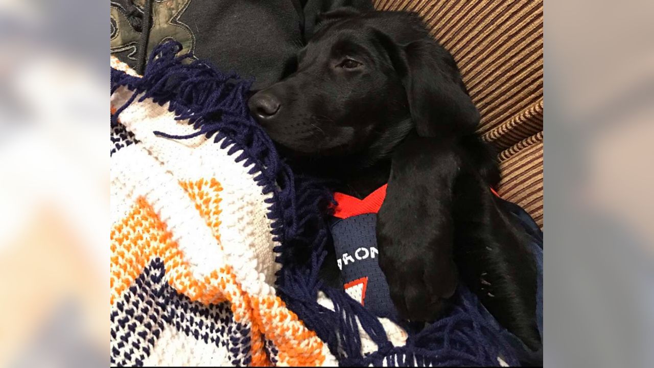 Denver Broncos on X: #BroncosCountry doggos are the best doggos.  #NationalPuppyDay 