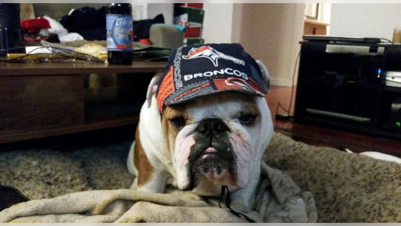 Denver Broncos on X: Big dog, small dog, cat, lizard  It doesn't  matter. Happy #NationalPetDay to our favorite #BroncosCountry pets! 