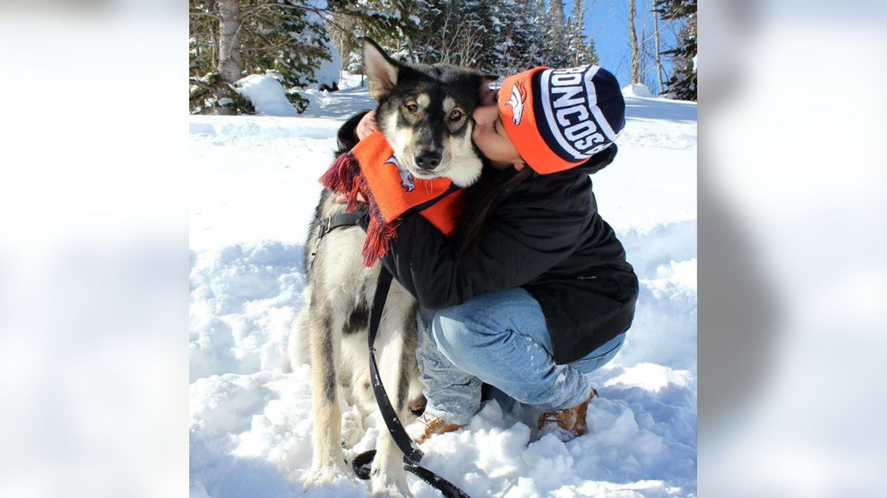 Denver Broncos on Twitter: Now THESE are some good #BroncosCountry pups!  58/10 if you ask us, @dog_rates. Fan 