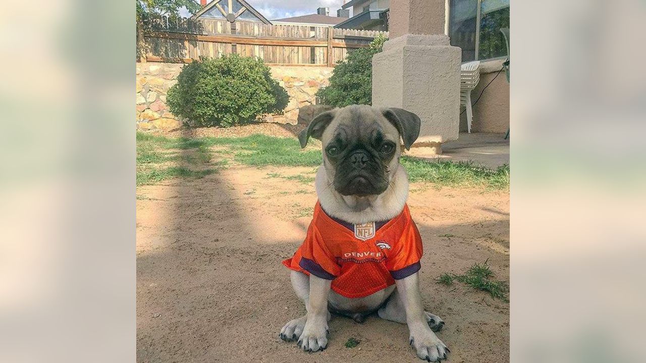 Denver Broncos on X: #BroncosCountry doggos are the best doggos.  #NationalPuppyDay 