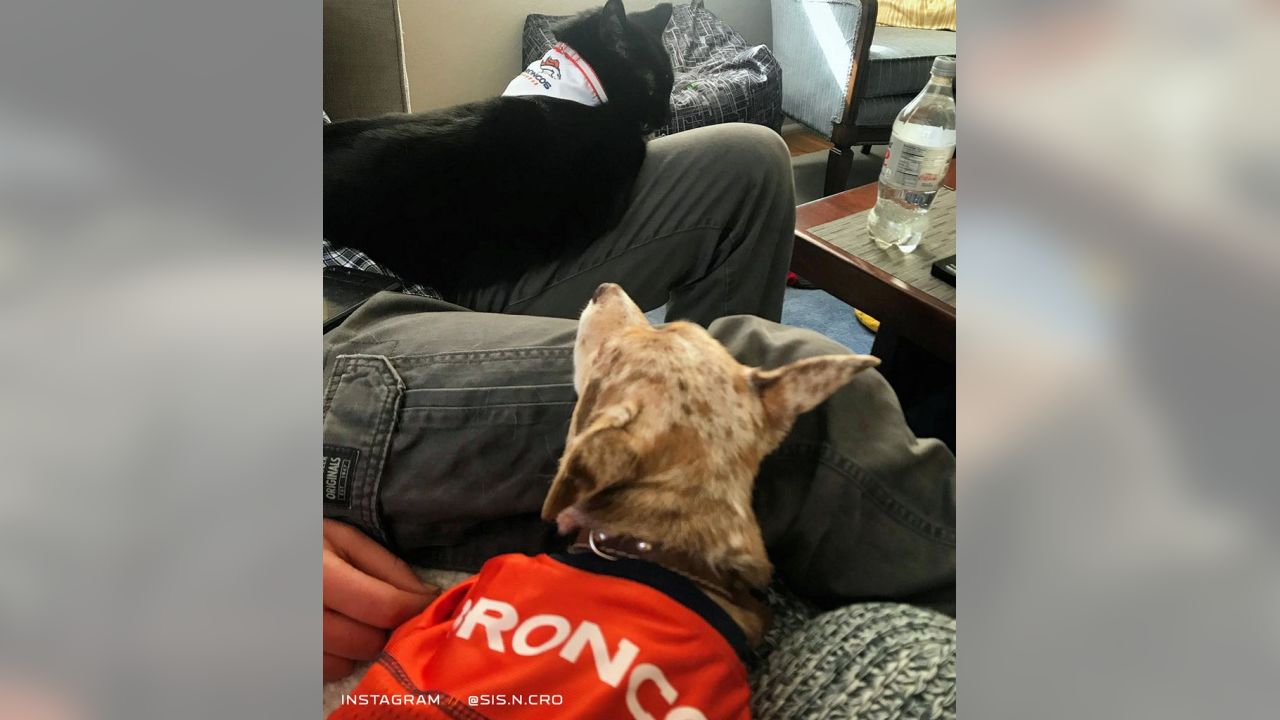 Celebrating National Pet Day with Broncos pets