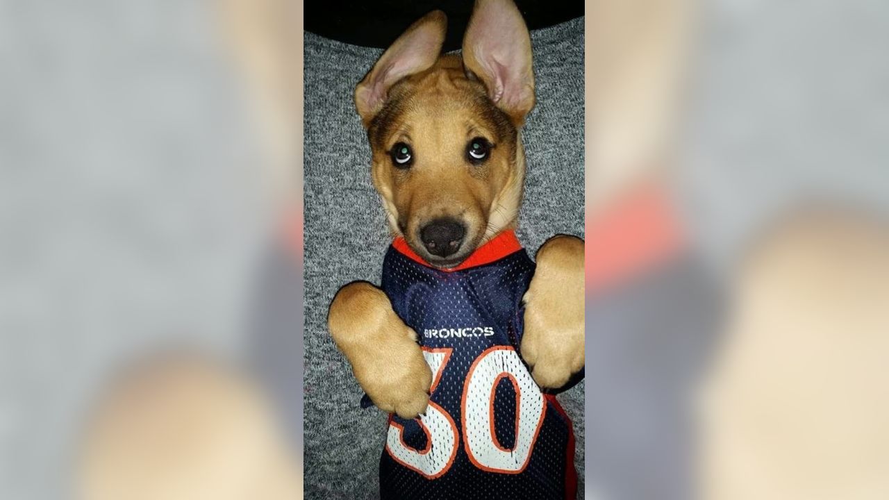 Denver Broncos on Twitter: Now THESE are some good #BroncosCountry pups!  58/10 if you ask us, @dog_rates. Fan 