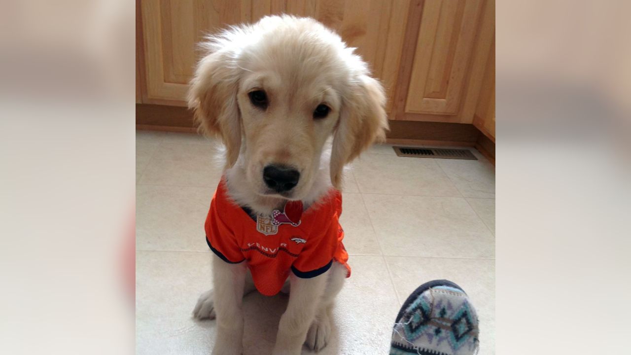 Denver Broncos on Twitter: Now THESE are some good #BroncosCountry pups!  58/10 if you ask us, @dog_rates. Fan 