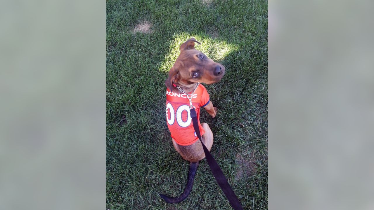 Denver Broncos on Twitter: Now THESE are some good #BroncosCountry pups!  58/10 if you ask us, @dog_rates. Fan 