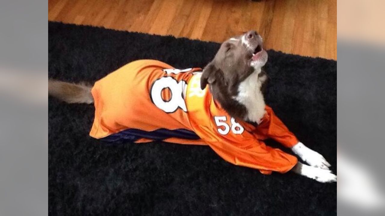 Denver Broncos Dog Jersey - Orange