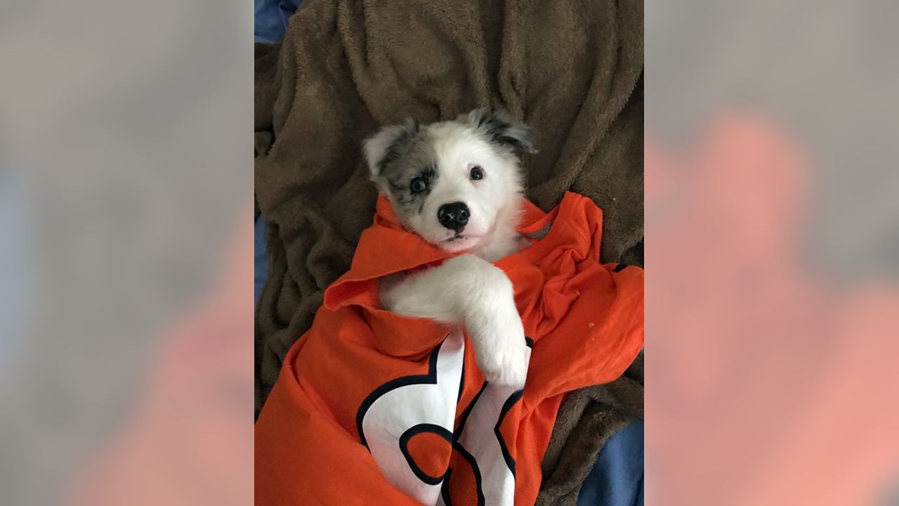 Denver Broncos on Twitter: Now THESE are some good #BroncosCountry pups!  58/10 if you ask us, @dog_rates. Fan 