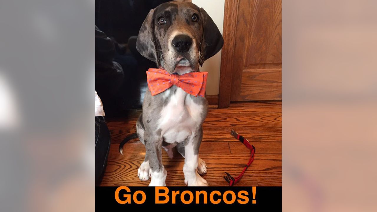 Denver Broncos - Congratulations to our #BroncosPets