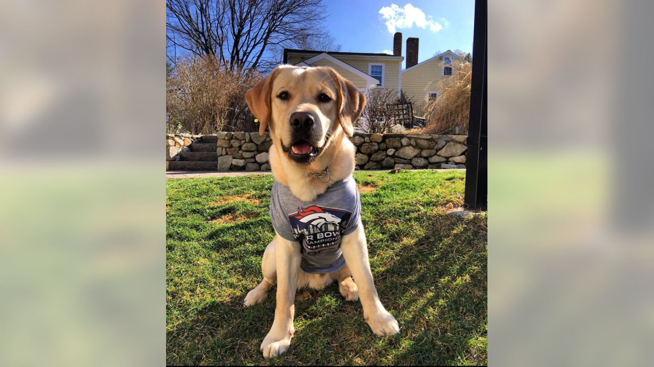 Denver Broncos on X: Happy #NationalDogDay to all our favorite  #BroncosCountry pups! Send us your photos and we'll RT our favorite 