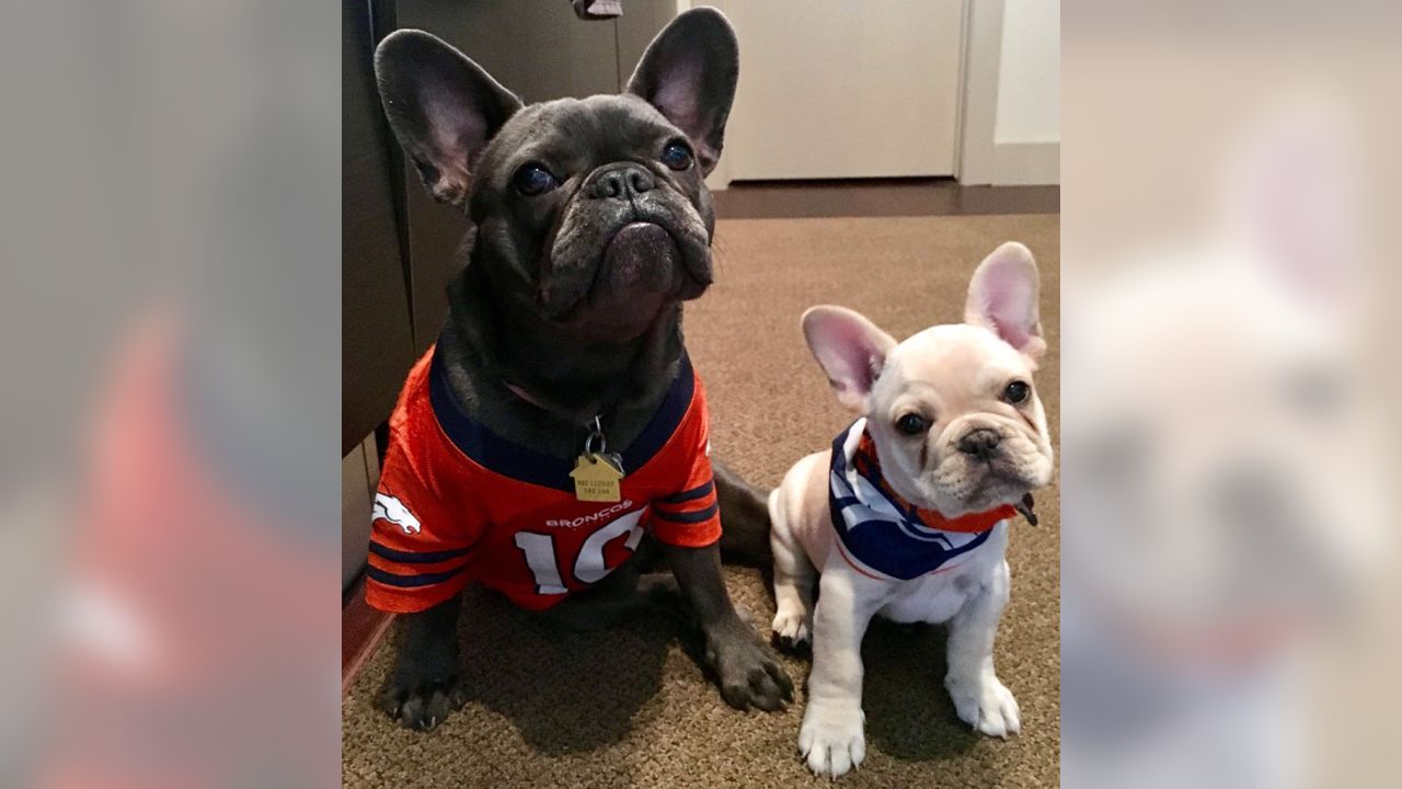 frenchie football jersey raiders｜TikTok Search