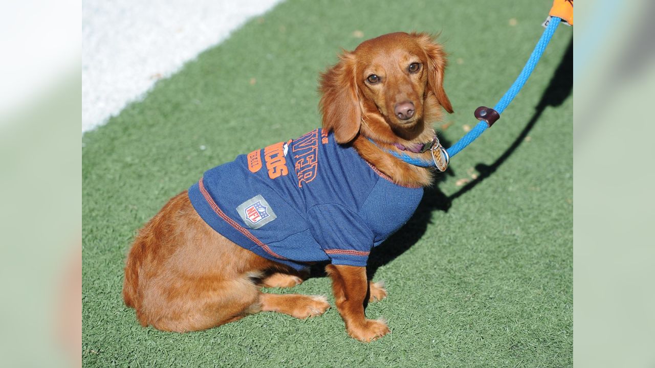 Denver Broncos NFL Dog Jersey, Broncos Dog Collars‎