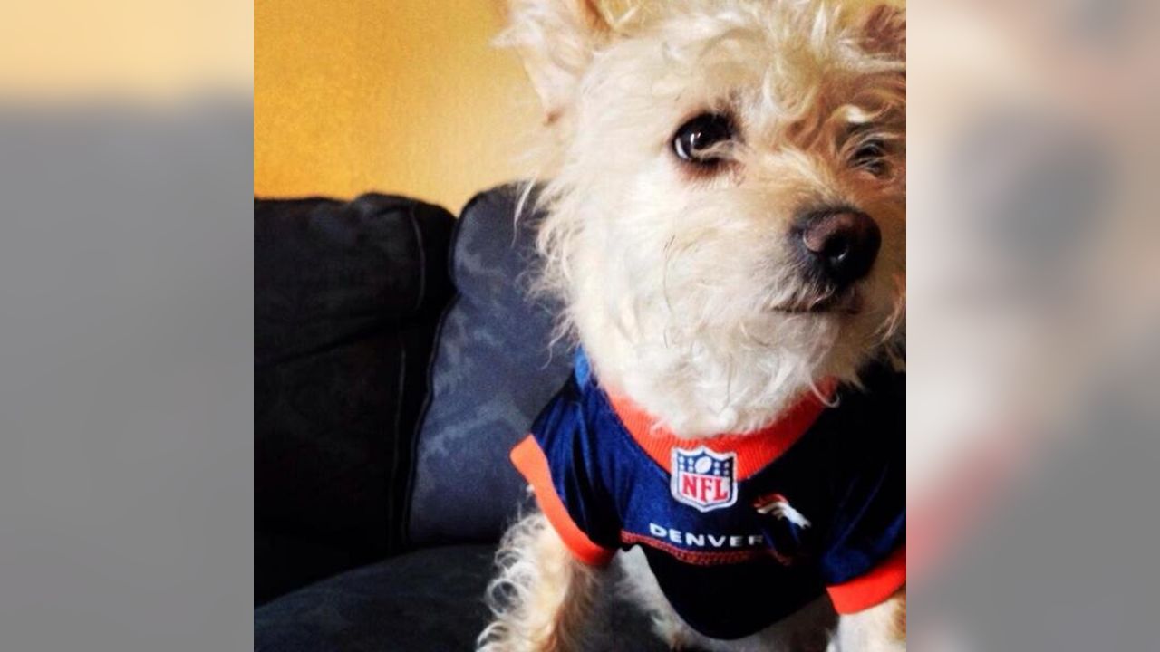 denver broncos dog clothes