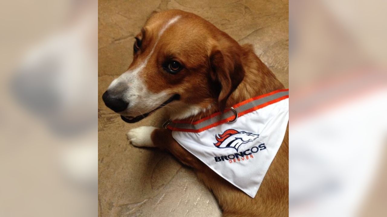 denver broncos dog bandana