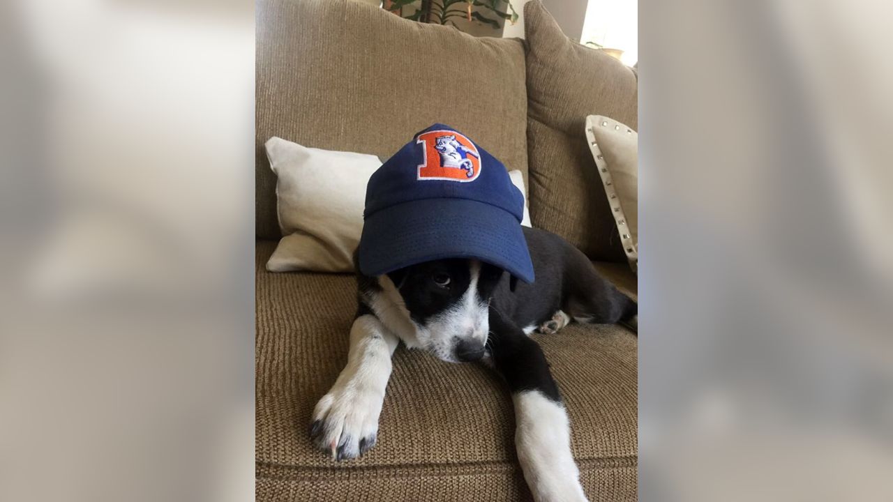 Denver Broncos on X: #BroncosCountry doggos are the best doggos.  #NationalPuppyDay 